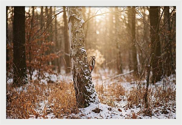 Woodpecker On Birch Tree