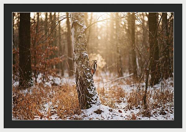 Woodpecker On Birch Tree