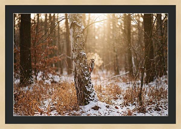 Woodpecker On Birch Tree