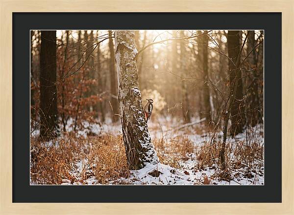 Woodpecker On Birch Tree