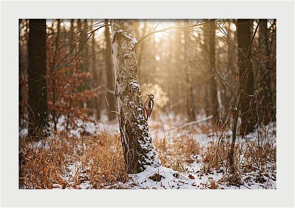 Woodpecker On Birch Tree