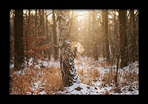 Woodpecker On Birch Tree