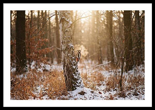 Woodpecker On Birch Tree