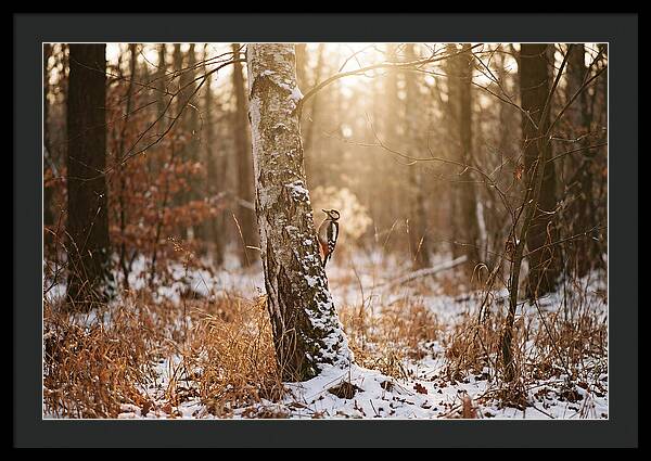 Woodpecker On Birch Tree