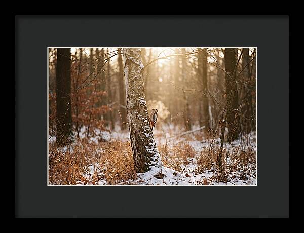Woodpecker On Birch Tree