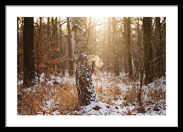 Woodpecker On Birch Tree
