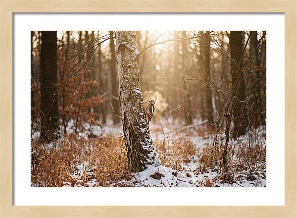 Woodpecker On Birch Tree