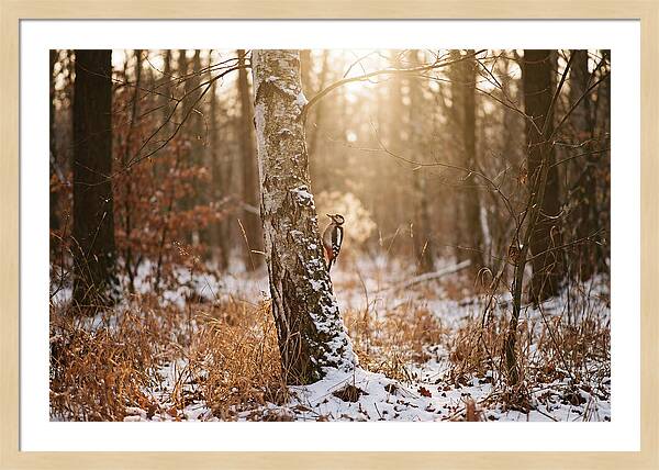 Woodpecker On Birch Tree