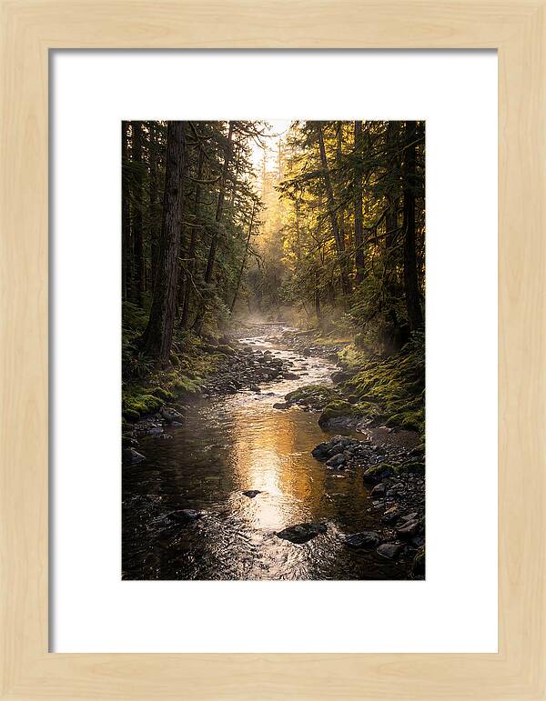 Worlds End Forest Creek