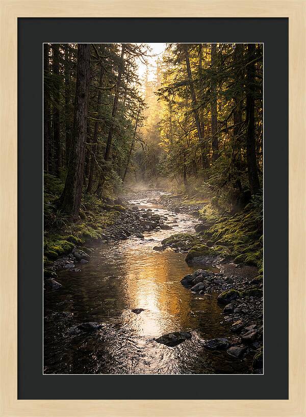 Worlds End Forest Creek