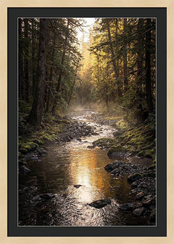 Worlds End Forest Creek