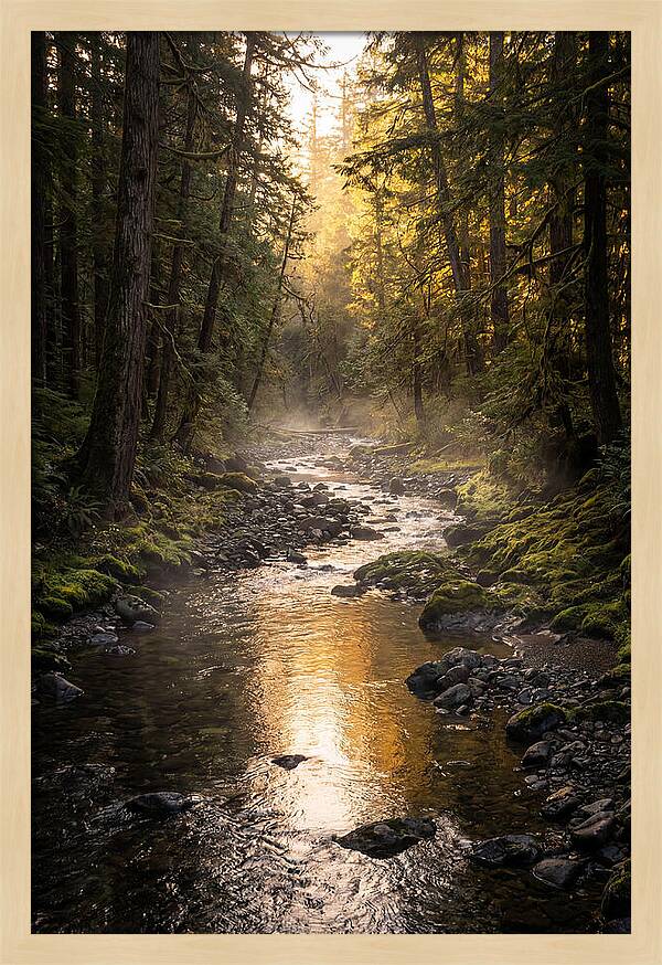 Worlds End Forest Creek
