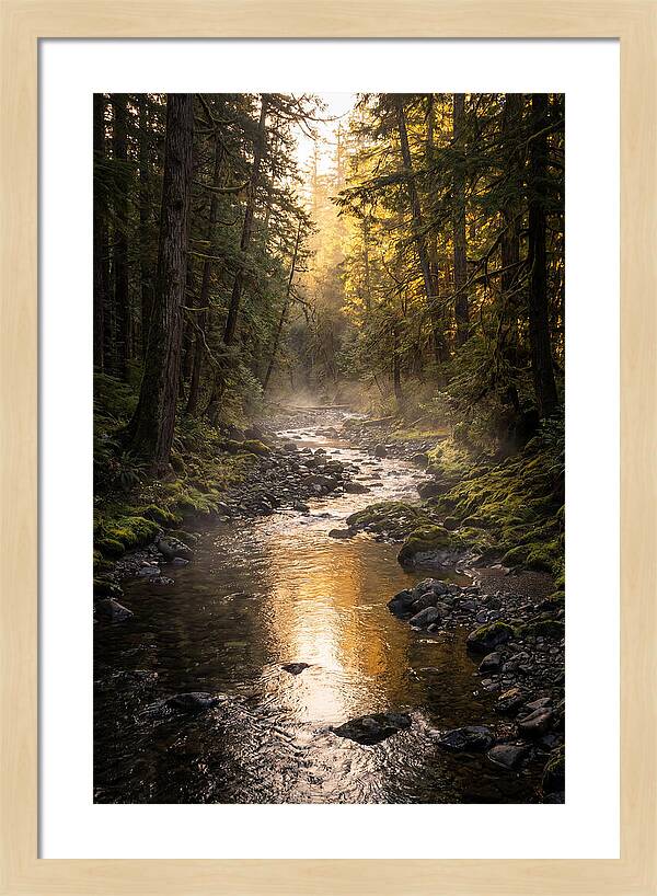 Worlds End Forest Creek