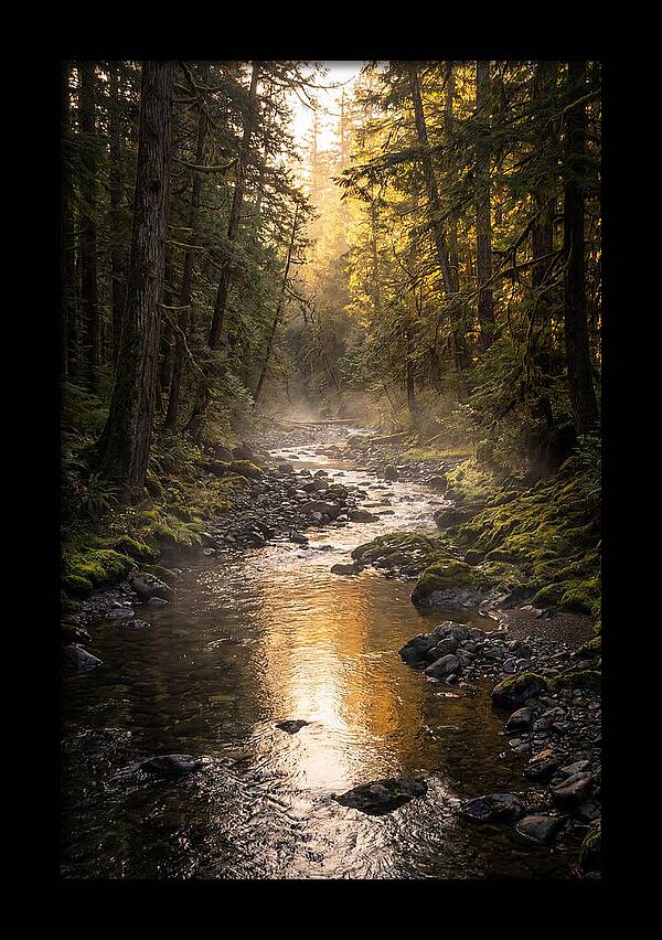 Worlds End Forest Creek