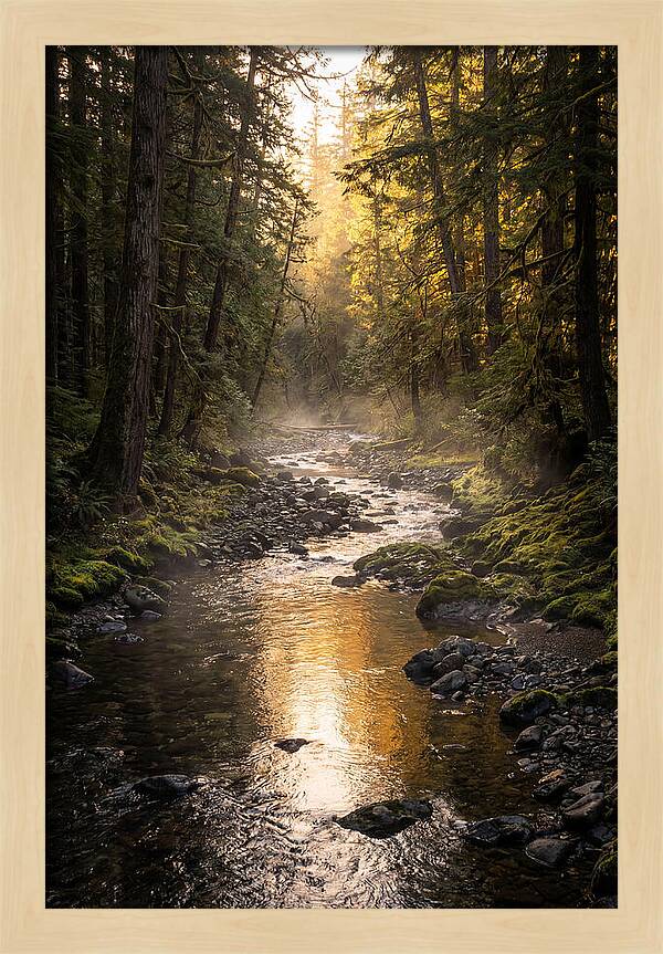Worlds End Forest Creek