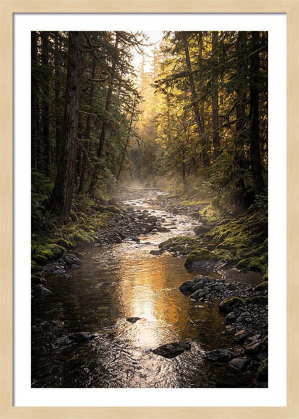 Worlds End Forest Creek