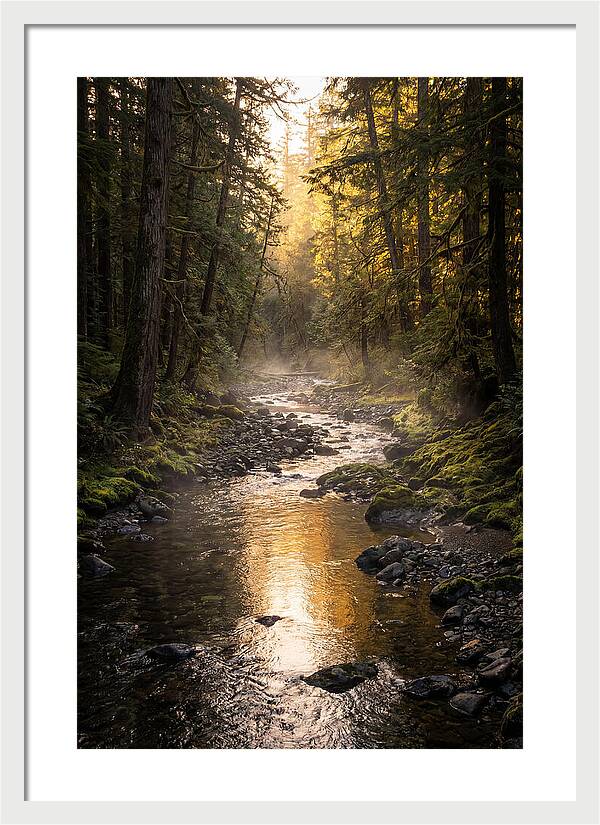 Worlds End Forest Creek