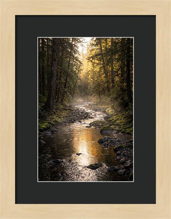 Worlds End Forest Creek