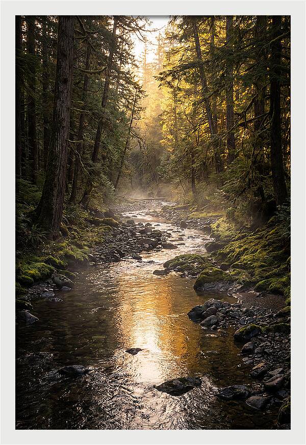 Worlds End Forest Creek