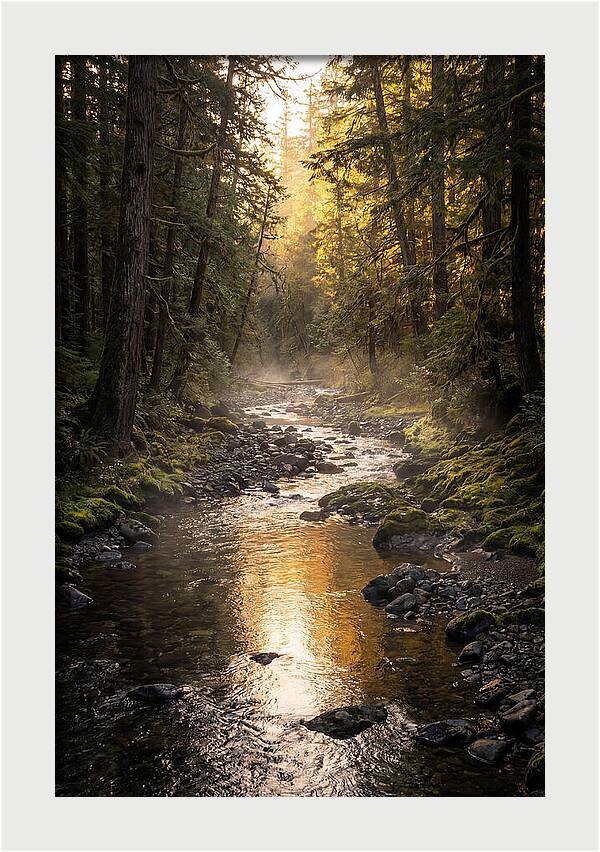 Worlds End Forest Creek