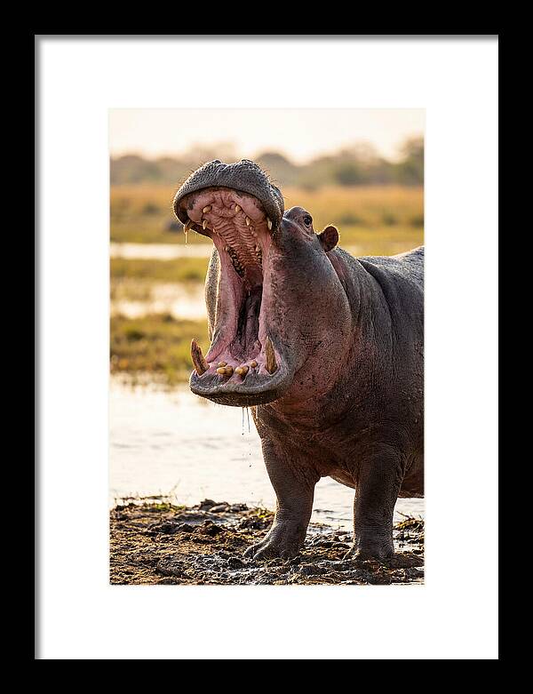 Yawning Majesty Of The Hippo