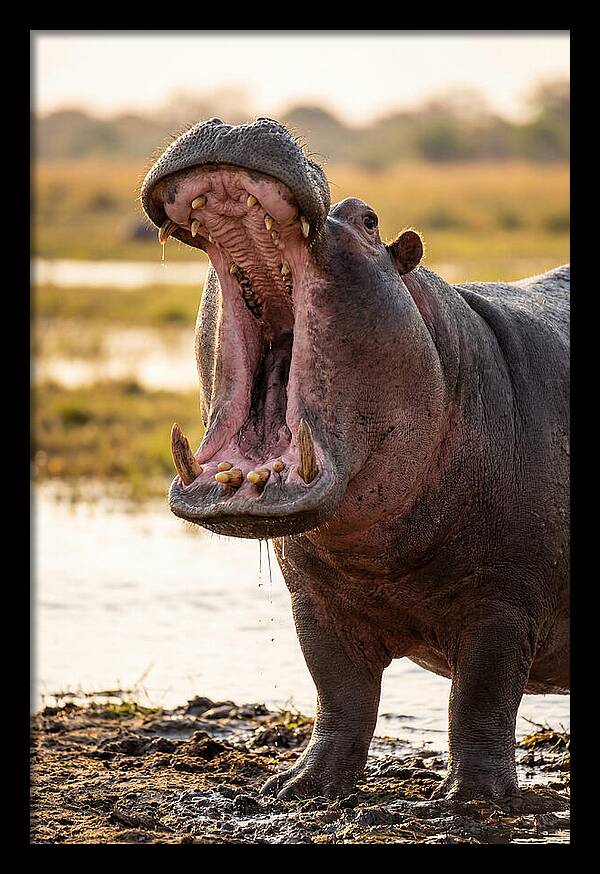 Yawning Majesty Of The Hippo