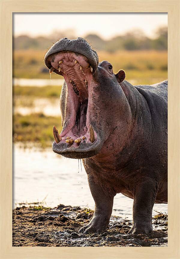 Yawning Majesty Of The Hippo