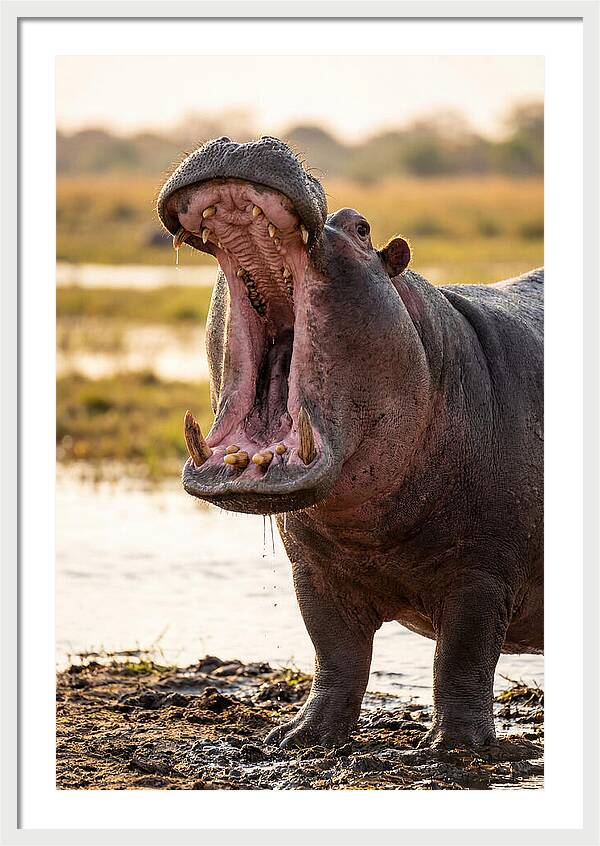 Yawning Majesty Of The Hippo