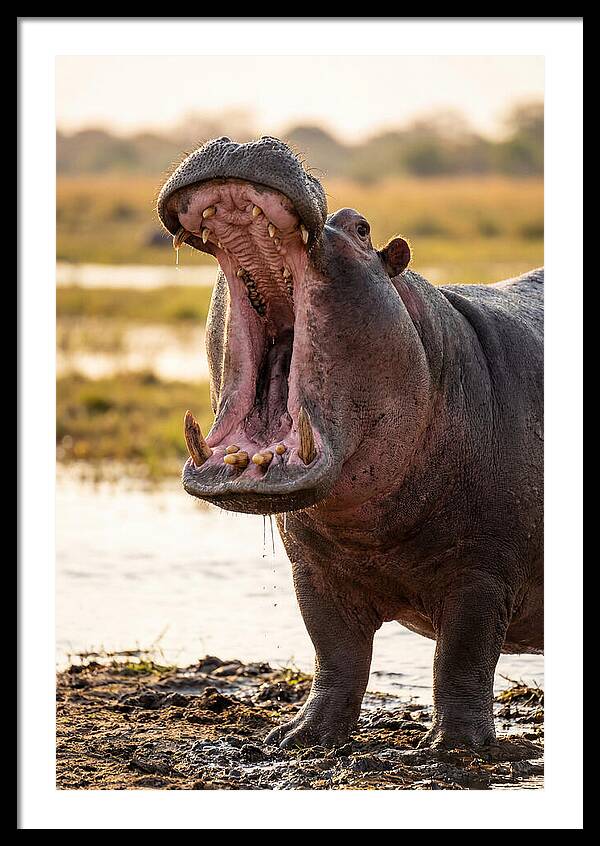 Yawning Majesty Of The Hippo