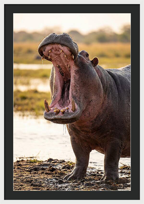 Yawning Majesty Of The Hippo