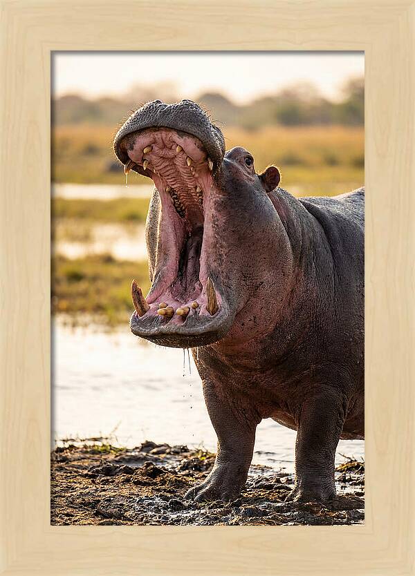 Yawning Majesty Of The Hippo