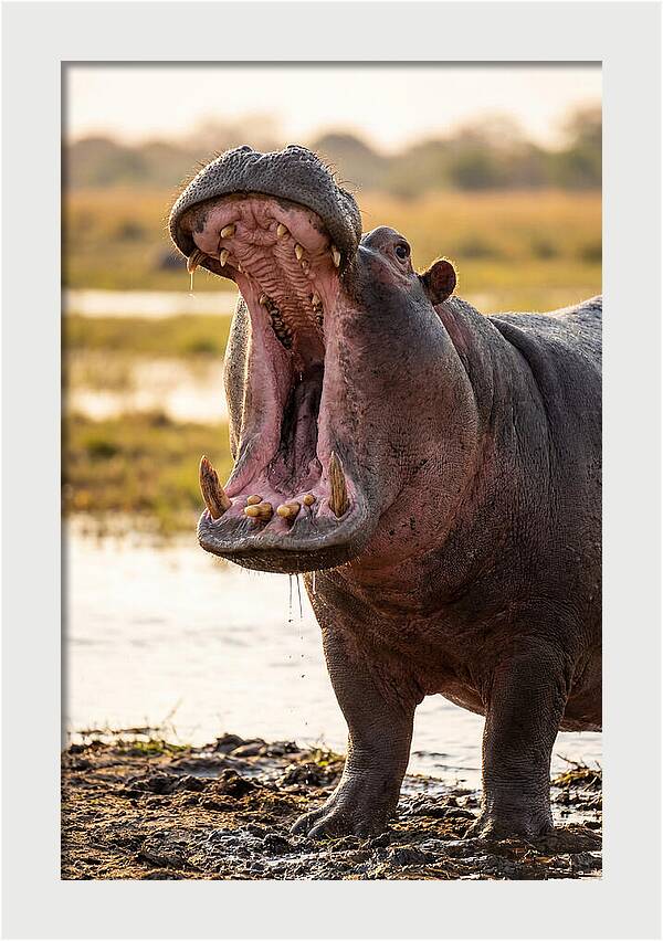 Yawning Majesty Of The Hippo