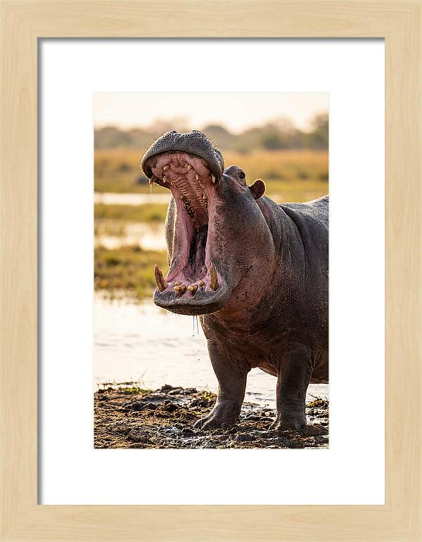 Yawning Majesty Of The Hippo