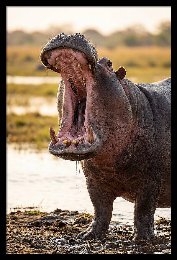 Yawning Majesty Of The Hippo