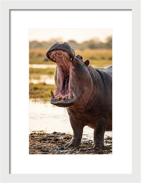 Yawning Majesty Of The Hippo