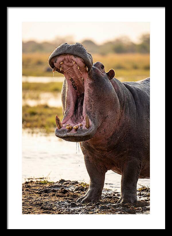 Yawning Majesty Of The Hippo