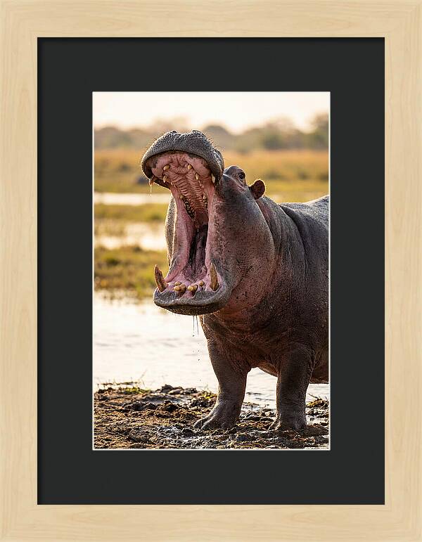 Yawning Majesty Of The Hippo