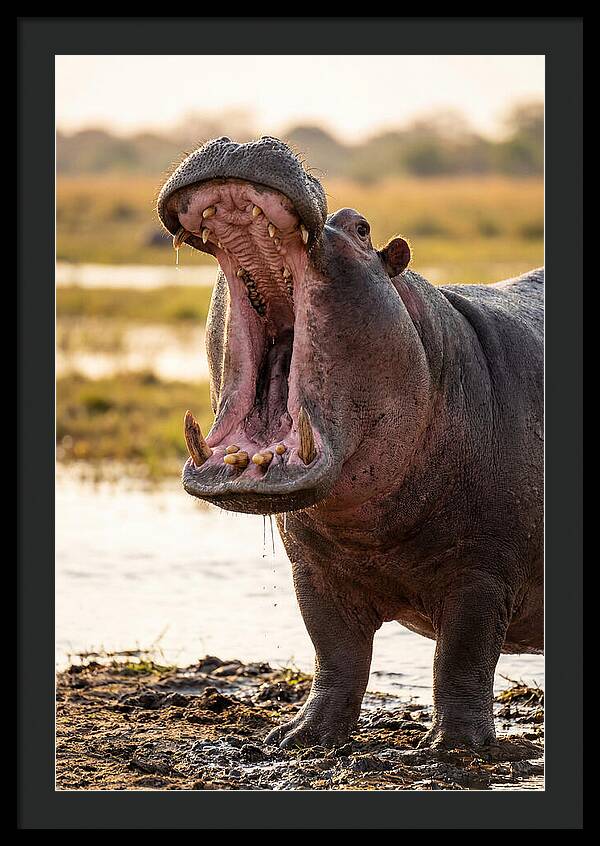 Yawning Majesty Of The Hippo