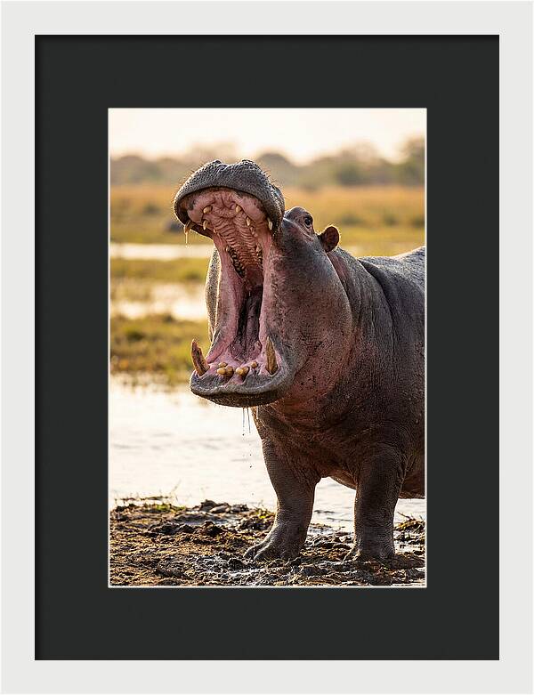 Yawning Majesty Of The Hippo