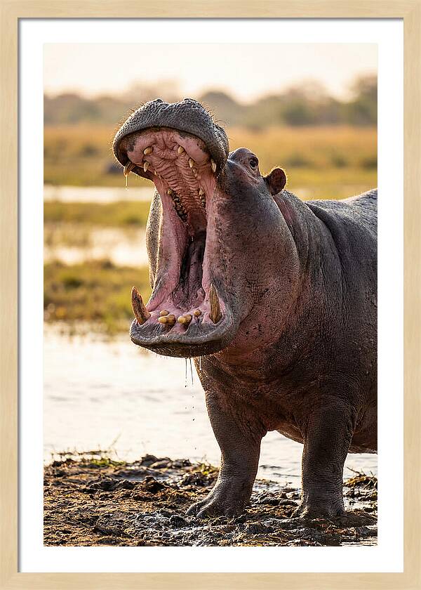 Yawning Majesty Of The Hippo