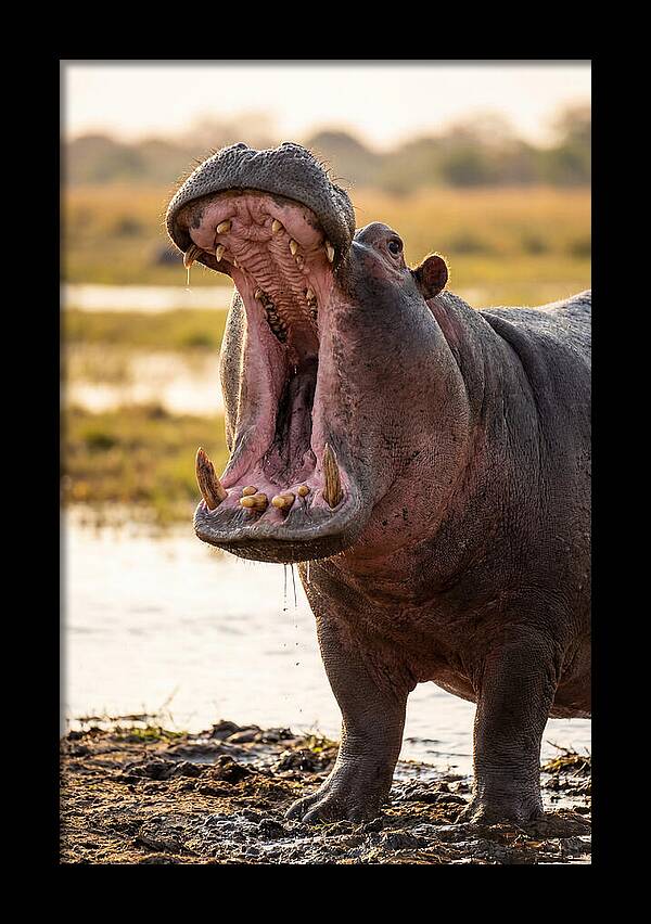 Yawning Majesty Of The Hippo