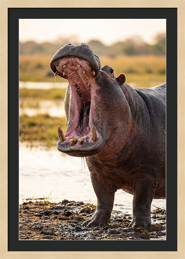 Yawning Majesty Of The Hippo