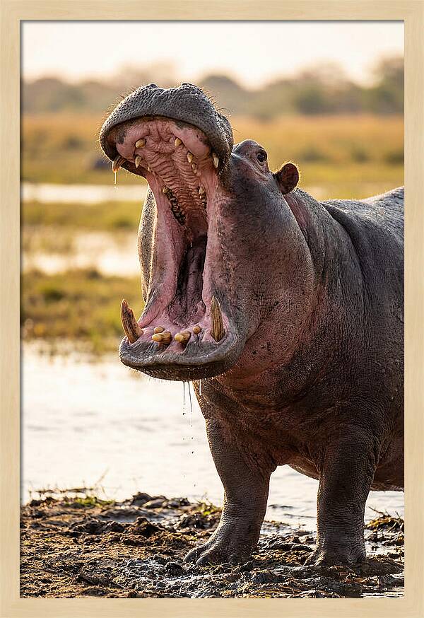Yawning Majesty Of The Hippo