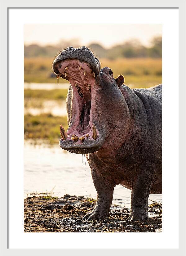 Yawning Majesty Of The Hippo