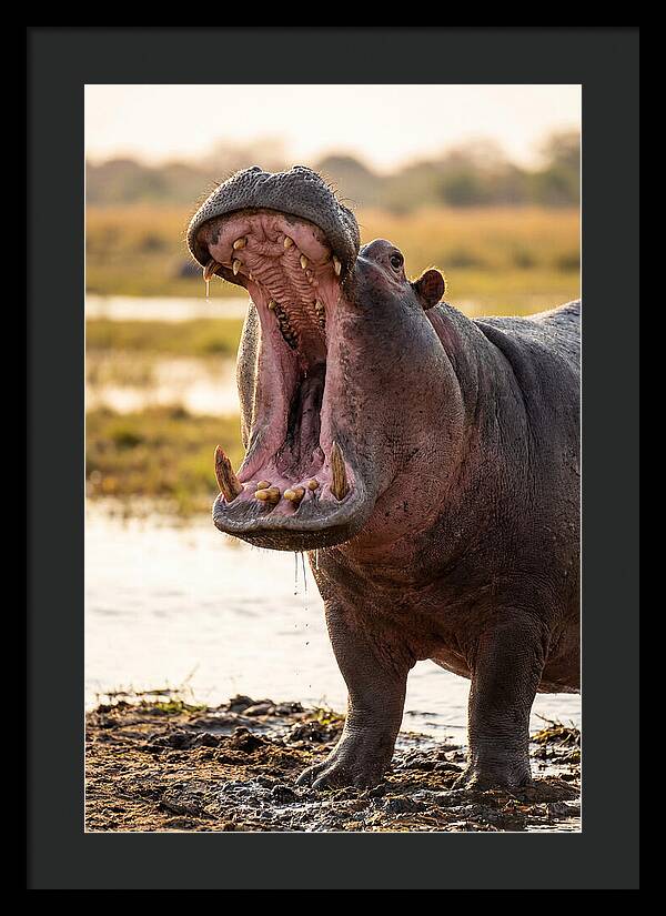 Yawning Majesty Of The Hippo