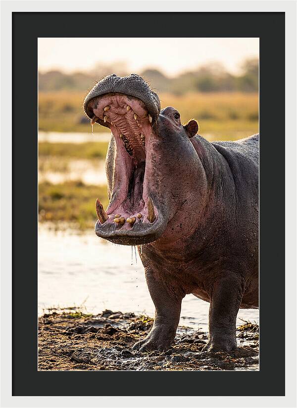 Yawning Majesty Of The Hippo