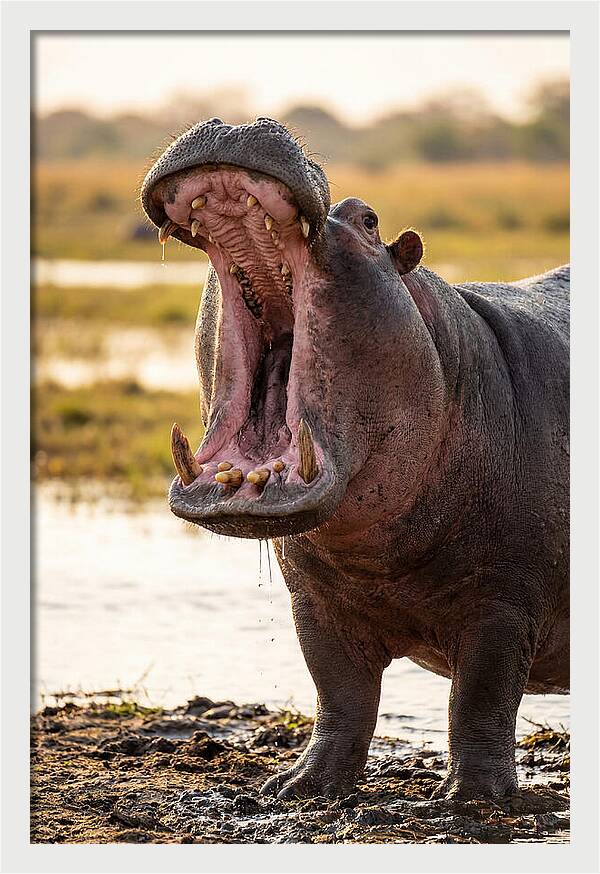 Yawning Majesty Of The Hippo