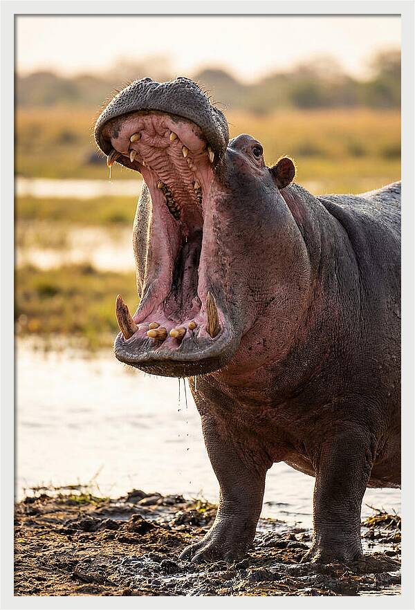 Yawning Majesty Of The Hippo