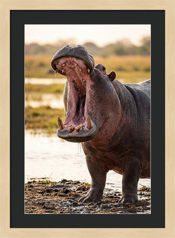 Yawning Majesty Of The Hippo