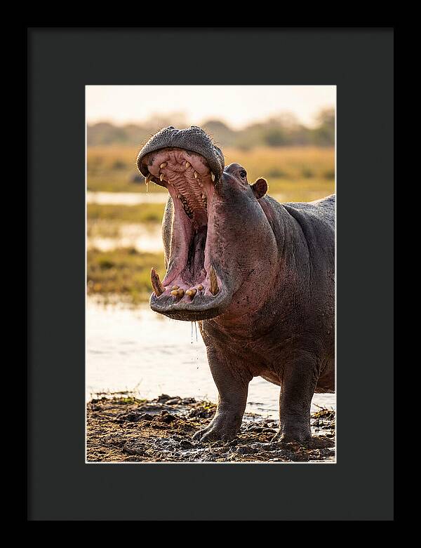Yawning Majesty Of The Hippo